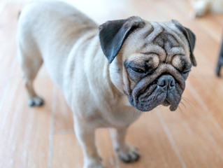 Bulldog portrait in domesticated pet. They have a saggy face and wrinkled skin but are very friendly to humans