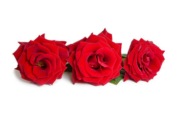 Fresh red roses on a white isolated background.  Beautiful flowers.