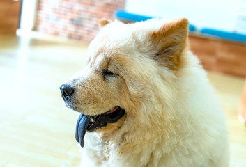 Cute chow chow puppy in domesticated house. They are very friendly and good excessively should choose as pets in your home to close to children