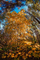 Der goldene herbst in ganzer Schönheit im Wald