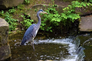 Heron in park pond with small waterfall nature scene