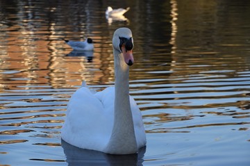 Beautiful white swan in park lake