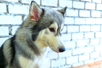 Siberian Husky with hypnotizing eyes in domesticated pet. They have elegant appearance, love of...