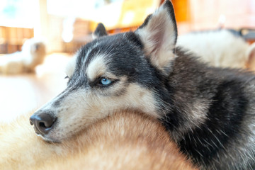 Siberian Husky with hypnotizing eyes in domesticated pet. They have elegant appearance, love of freedom and desire for independence, have the instinct to hunt and protect people