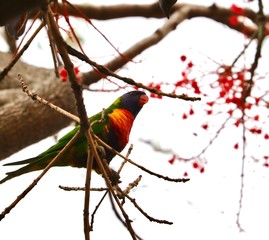 Cockateel feeding at sunset