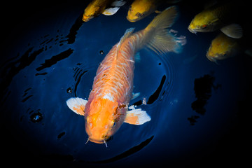 koi carp fish japan isolated on black background