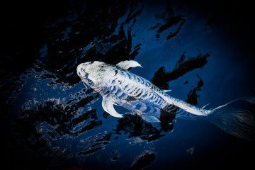 koi carp fish japan isolated on black background