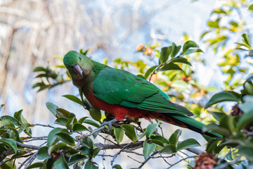 Australian King-parrot female in the garden
