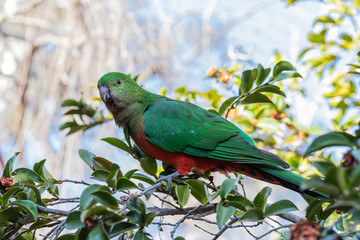 Australian King-parrot female in the garden