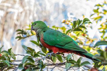 Australian King-parrot female in the garden