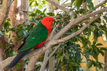 Australian King-parrot male in the garden