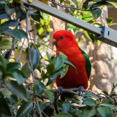 Australian King-parrot male in the garden