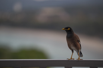 A bird with a yellow beak sits on the balcony
