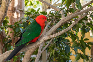 Australian King-parrot male in the garden