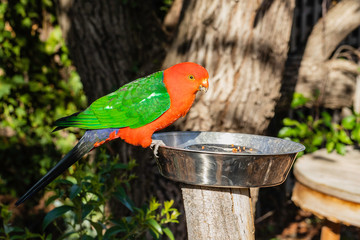 Australian King-parrot male in the garden