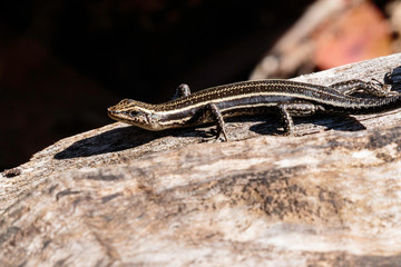 Spencer’s Skink on a log