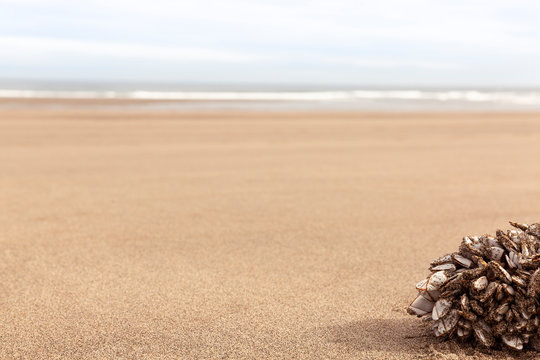 Detalle de arena de playa desierta con percebes agrupados en una esquina
