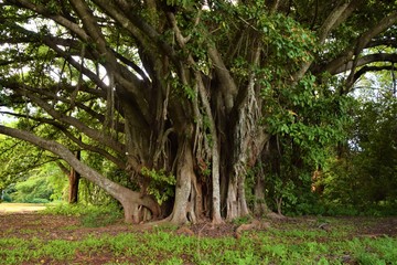 Fototapeta na wymiar Ficus chirindensis fig tree closeup