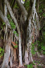 Ficus chirindensis fig tree closeup