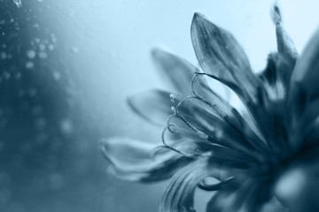 blue flower close-up. cornflower. empty space for a text