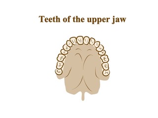 Teeth of the upper jaw. Graphic illustration. Hand drawing, contour of symbol. Medicine and science, human anatomy simple © polyachenkovv
