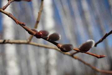 willow blossoms in the forest tree Bud on a branch with the rudiment of young leaves in the spring on the Orthodox holiday Easter