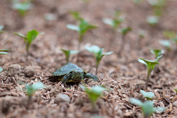 A  Red Ear Slider Tortoise walking in green grass 