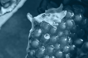 pomegranate seeds close-up. pomegranate on a dark background
