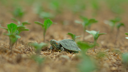 A  Red Ear Slider Tortoise walking in green grass 