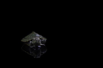 baby tortoise isolated on black background