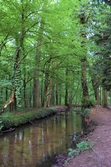 Beautiful forest and river nature scene