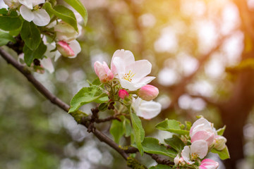 Obraz premium Fresh white and pink apple tree flowers blossom on green leaves background in the garden in spring