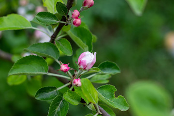Fresh white and pink apple tree flowers blossom on green leaves background in the garden in spring