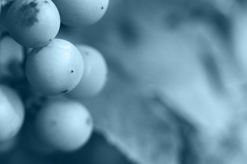 bunch of grapes close. bunch of grapes on a green background. bunch of unripe grapes