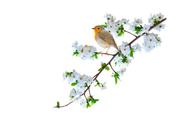 Spring nature and cute bird Robin. White background. Isolated bird and branch.