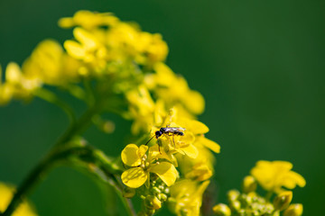 insekt auf blüten