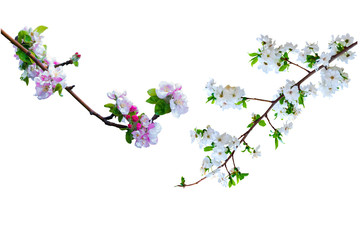 Spring nature. White background. Isolated branches.