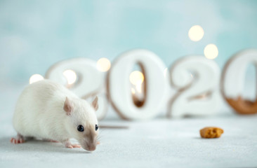 2020 year rat. Rat with cookies. Animal rat. 