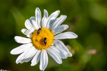 Obraz premium Insekt auf margarete