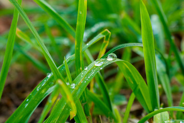Primo piano delle goccioline di rugiada su dei fili d’erba in un prato verde, stagioni e natura