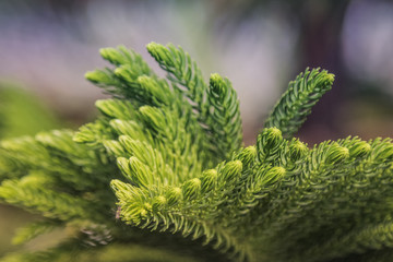 Norfolk Island Pine on nature blurred background. Close up Norfolk Island Pine on green nature. Araucaria heterophylla. Element design nature and green environment concept