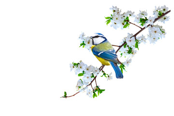 Fototapeta premium Spring nature and cute bird. White background. Isolated bird and branch.