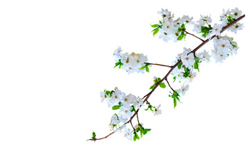 Spring nature. White background. Isolated bird and branch.