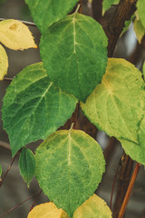 Autumn background art green-yellow leaves. Shallow depth of field.