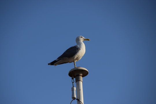 Seagull standing on flag post with blue sky background
