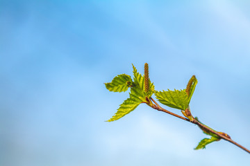 Birch twig with young foliage on blurred trees and blue sky background at springtime. Coloring and processing photo. Toned. Shallow depth of field..