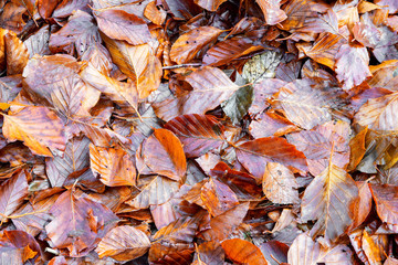 Fallen leaves in a forest