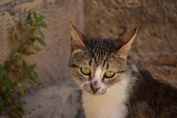 Street cats in Nazareth Old City