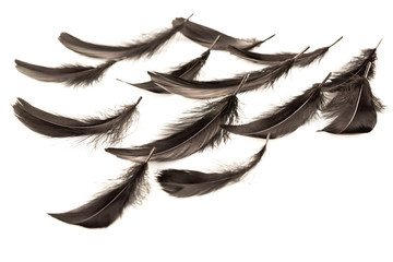 Black feathers