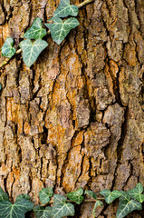 green ivy leaves on a tree close up